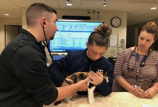 A student and a volunteer oversees treatment of a cat.