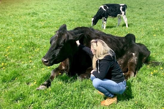 Woman kneeling down next to a large black cow laying down in a field. Black and white calf is behind the black cow that is laying down