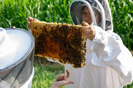 an individual wearing beekeeping gear holds a frame of honey bees up for inspection