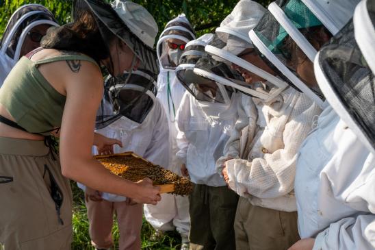 individuals wearing beekeeping gear inspect a frame of honey bees
