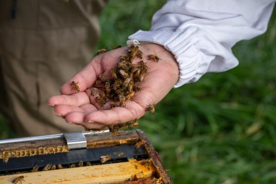 honey bees bunched on a human hand