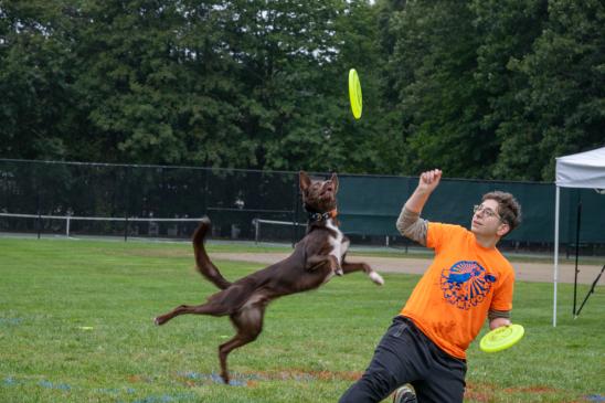 A young person wearing glasses and an orange t-shirt throws a frisbee and the brown dog flies through the air to catch it.