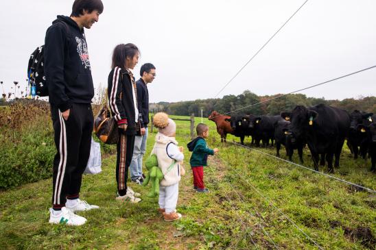People visit a group of cows.
