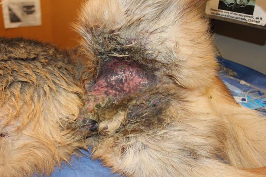A closeup of the lesions on the groin of a German Shepherd