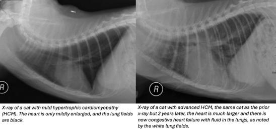 Left X ray of a cat with mild hypertrophic cardiomyopathy (HCM) and Right X Ray of cat with advanced cardimyopathy 2 years later