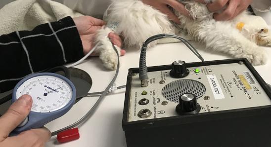 Blood pressure is measured with a small inflatable cuff, while a patient is laying on their side with gentle restraint.