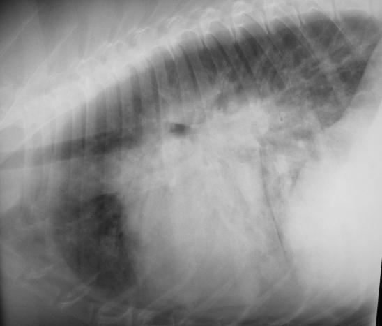lateral chest x-ray of a dog with congestive heart failure