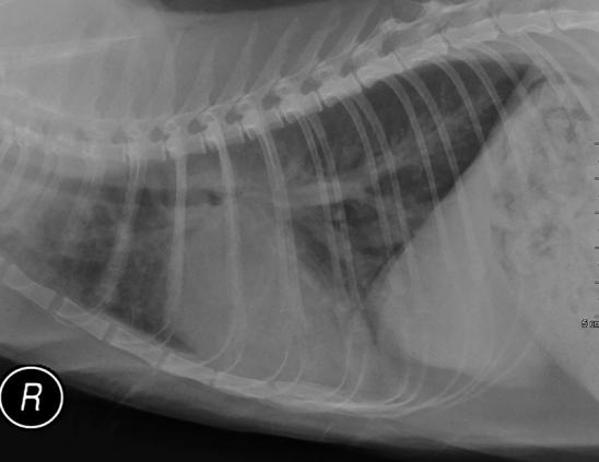 X-ray of a cat with advanced HCM, the heart is much larger and there is now congestive heart failure with fluid in the lungs, as noted by the white lung fields.