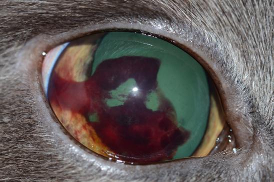 close-up of a cat's eye showing bleeding inside the eye from hypertension.
