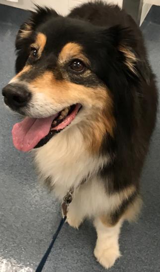 a tri-colored dog on a leash looking happy, tongue hanging out