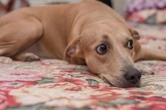 A wary female dog stares awake while lying on the bed.