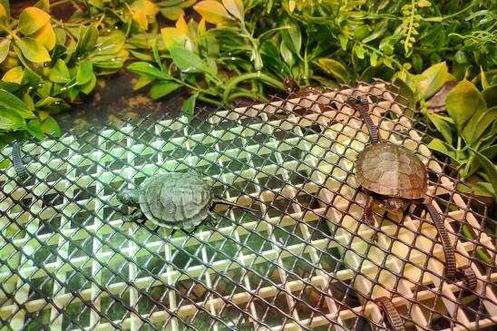 A close-up photo of two small turtles on a black mesh platform above water, with artificial greenery in the background.