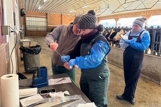 A faculty member shows a veterinary student how to prep an artificial insemination rod.