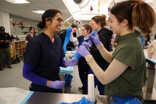 Two veterinary students in a simulation lab practicing using artificial insemination rods.