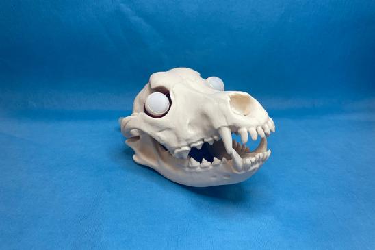 A 3D-printed canine skull holds eyeball models in the sockets in front of a blue background.