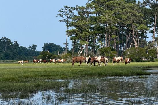 Sixteen wild horses roam in two groups on a grassy plain near a lake and tall trees on a sunny day.