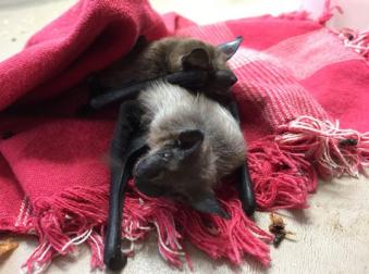 baby bats on blankets