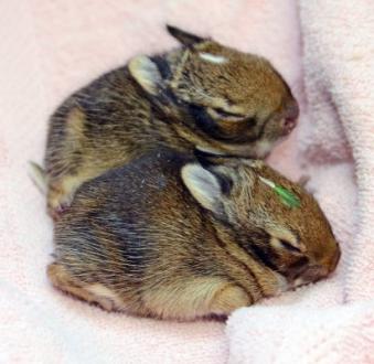 baby rabbits next to each other
