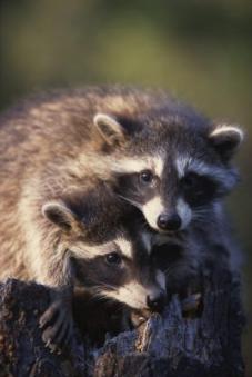 baby raccoons together