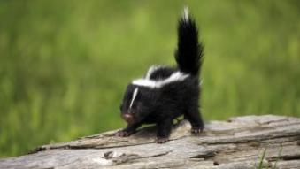 baby skunk on log