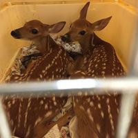 two baby fawns
