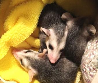 opossum babies in a yellow blanket