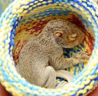baby squirrel in basket