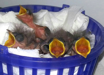 baby birds in surrogate nest