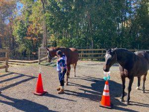 Student doing an obstacle course with horses.