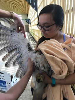 Student volunteer holding a hawk wrapped in a blanket