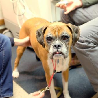 Benjamin the boxer participates in a nutrition clinical trial at Foster Hospital for Small Animals