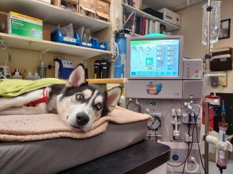 Alaskan Husky laying on exam table getting treatment