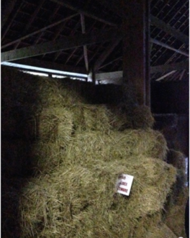 Even the best of hay contains mold spores