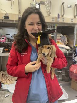 Dr. Madeleine Stein holding a mini dashund wearing a graduation cap after being successfully treated with kidney dialysis at Foster Hospital for Small Animals