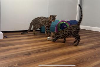 2 Savannah cats playing with a cat toy