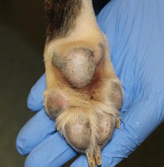 Healed paw pad that had previous lesions on it.