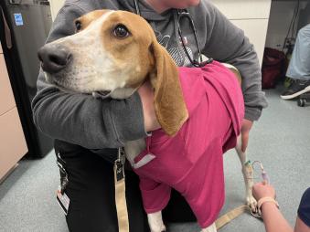 A beagle mix wearing a pink shirt getting his blood drawn.