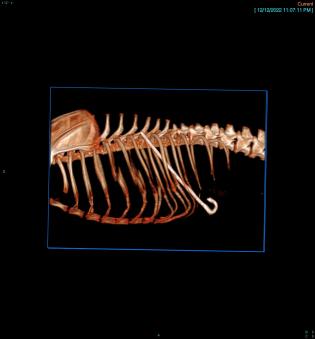 a 3D image of a dog’s ribcage with a metal skewer between two ribs