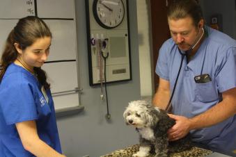 an young individual with long dark hair wearing blue scrubs observes a veterinarian wearing blue scrubs examine a small dog