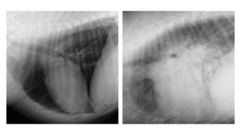 Normal chest x-ray (Left) and chest x-ray from a dog with congestive heart failure (Right)