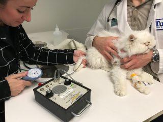 a person taking a cats blood pressure with a blood pressure cuff.