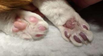 A cat with an ATE in a single hind limb. The left paw pads are normal and pink, while the right paw pads are purple/blue.