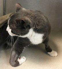 A black and white cat with an arterial thromboembolism (ATE) that caused paralysis of his right front leg.