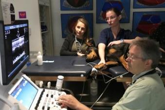 A dog with DCM gets an echocardiogram while being gently restrained on a padded table.