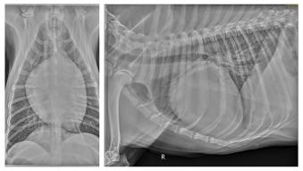 Two side-by-side chest x-rays from a dog with dilated cardiomyopathy (DCM) and significant heart enlargement