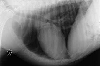 Chest x-ray from a dog with congestive heart failure due to mitral valve disease. Note the enlarged heart and the comparatively “white” lung fields due to fluid in the lungs”.