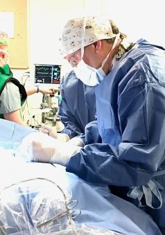 a veterinarian performs a cardiac catheterization on a pet 