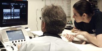 a veterinarian and vet tech performing and echocardiogram on a cat