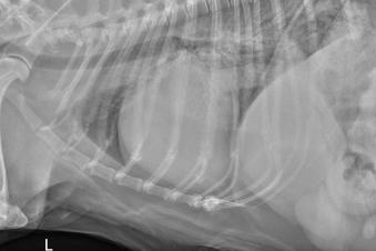 Normal chest x-ray (L) and chest x-ray from a dog with congestive heart failure due to mitral valve disease (R).