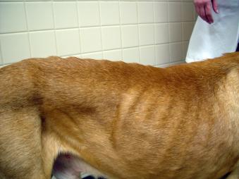 A dog with heart disease showing weight and muscle loss, termed cachexia. 